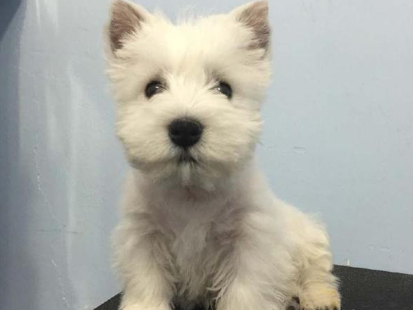 梗类犬一共有多少种，带大伙儿来认识一下