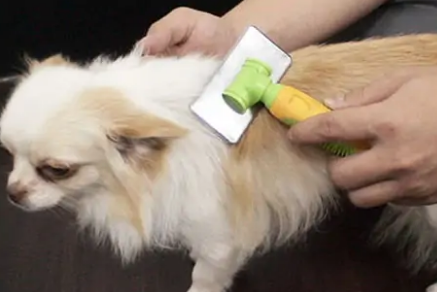 狗狗毛打结严重像棉花一样