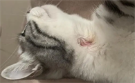怎么看猫有没有猫藓啊