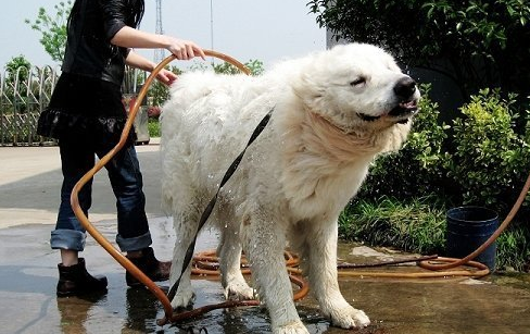大白熊犬夏天多久洗澡一次啊