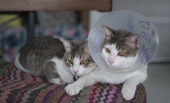 猫咪一些出血症状的止血方法,建议收藏! 猫咪一些出血症状的止血方法,建议收藏!