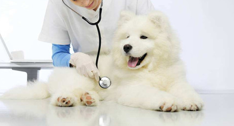 萨摩耶幼犬拉稀臭，小萨摩耶拉稀了