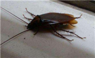蟑螂会靠近熟睡的人吗会咬人吗?