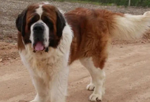 宠物犬圣伯纳犬有哪些东西不能吃? 宠物犬圣伯纳犬有哪些东西不能吃?