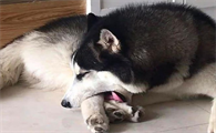 为什么狗狗一直舔一只脚