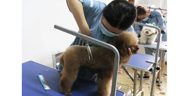 德尔学长卖宠物真的赚钱吗