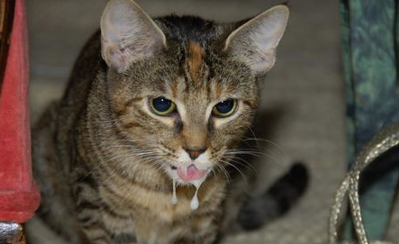 猫咪流口水的原因是什么？