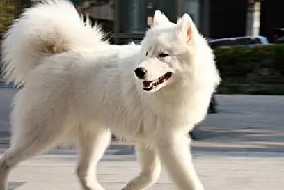 萨摩耶成年犬500元贵吗