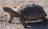 沙漠龟是国家保护动物吗？
