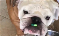 犬心保使用方法是什么?