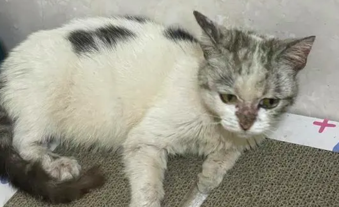 猫咪腿瘸了怎么办,铲屎官你们都知道吗? 猫咪腿瘸了怎么办,铲屎官你们都知道吗?