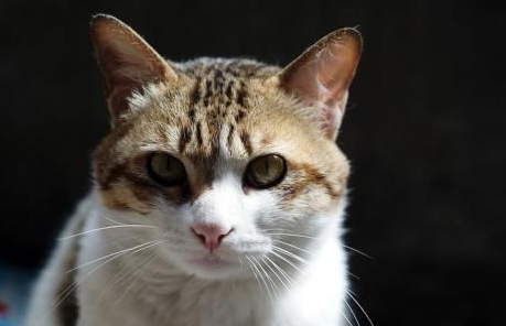 猫咪镇静剂怎么选择？关于猫咪镇静的必知知识