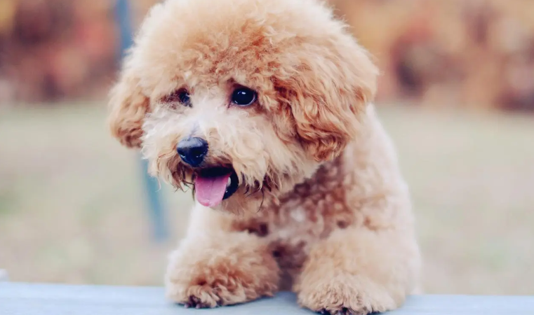 泰迪犬这5种个人行为,实际上是在对你说,它需要的协助 泰迪犬这5种个人行为,实际上是在对你说,它需要的协助