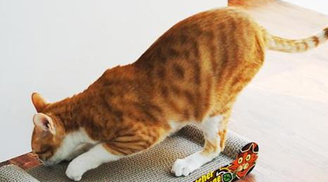 改变猫猫爱抓家具搞破坏的陋习
