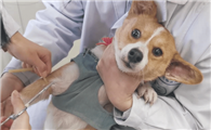 体外驱虫和打疫苗冲突吗?