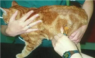 一例关于猫泌尿道感染综合症的治疗