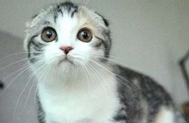 宠物猫有什么品种