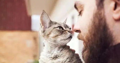 猫用驱虫药的七大注意事项,新手养猫必看!