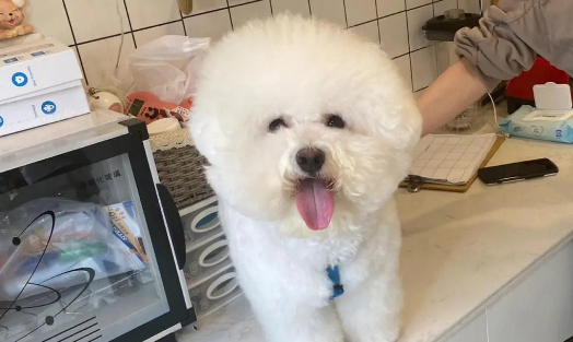 比熊拉肚子拉稀怎么办？