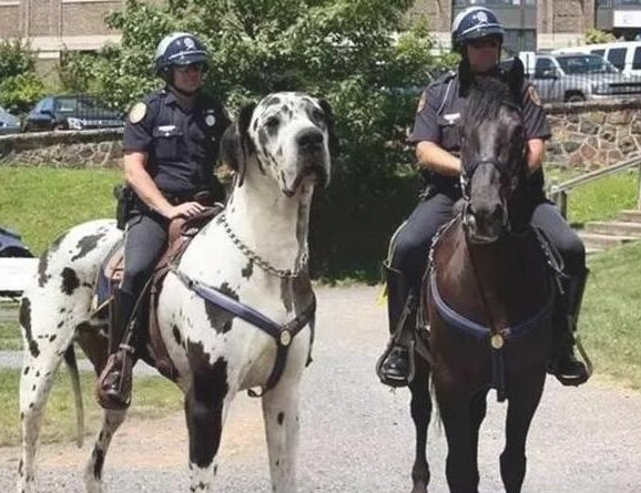 这6种知名的巨型犬，了解3个左右，算你利害