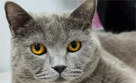 蓝猫200元为什么这么便宜
