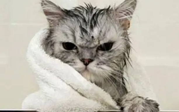 给猫咪洗澡的小技巧！