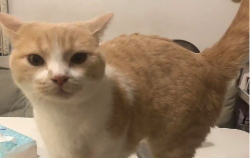 跟猫咪玩耍为什么会弓腰