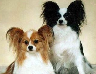 蝴蝶犬发生哪些疾病需要马上进医院处理呢? 蝴蝶犬发生哪些疾病需要马上进医院处理呢?