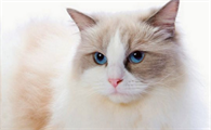 适合家养的猫的品种有哪些