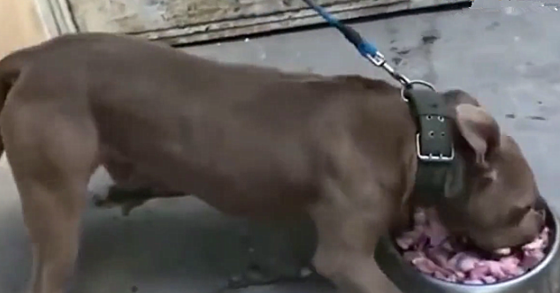 主人中途打断比特犬吃饭，以为没啥事呢