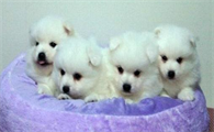 幼犬狗粮怎么泡？你知道吗？