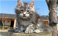 缅因猫猫舍推荐