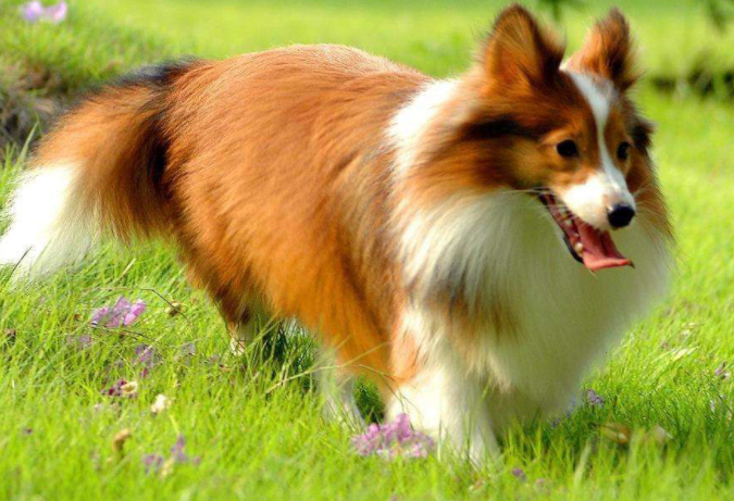 哪里有喜乐蒂犬出售