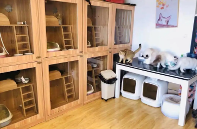 寄养宠物猫一天多少钱