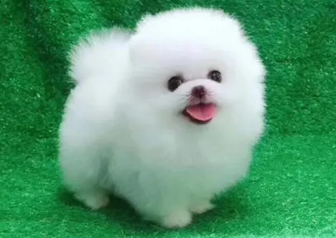 博美犬为何深受欢迎呢? 博美犬为何深受欢迎呢?