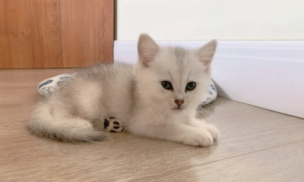 这些症状可能是猫咪下尿路感染! 这些症状可能是猫咪下尿路感染!