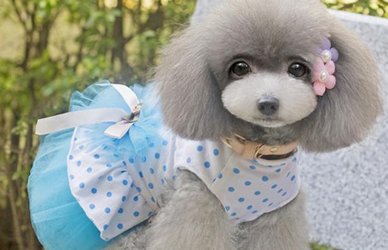 泰迪犬“生理期”如何照顾?快来看看吧 泰迪犬“生理期”如何照顾?快来看看吧