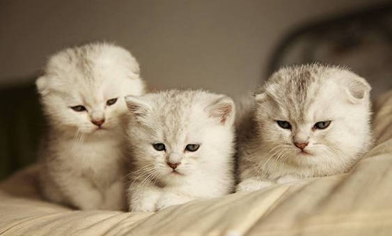 避免猫咪的应激反应及应对措施! 避免猫咪的应激反应及应对措施!