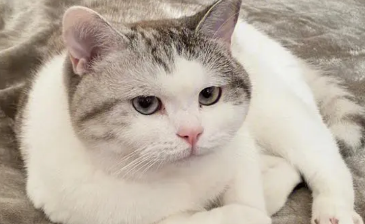 猫咪的生活习性？养宠物猫要注意的问题。