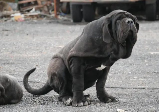 纽波利顿犬看家怎样