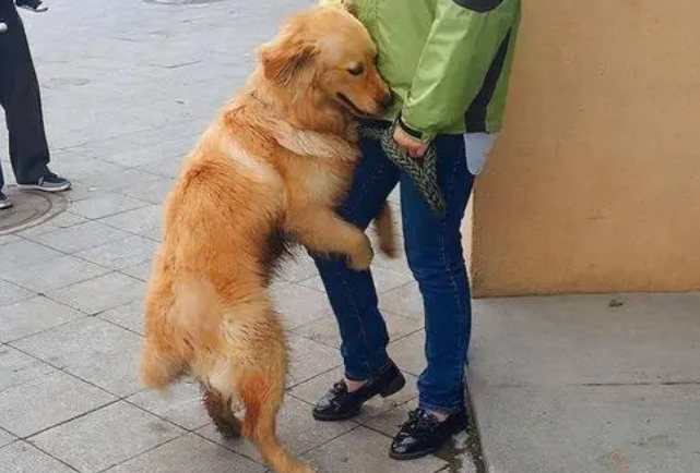 为什么狗狗扑人