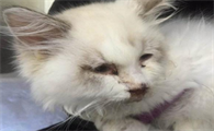 猫猫细小的症状有哪些