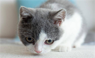 猫咪换新环境拉稀会持续几天