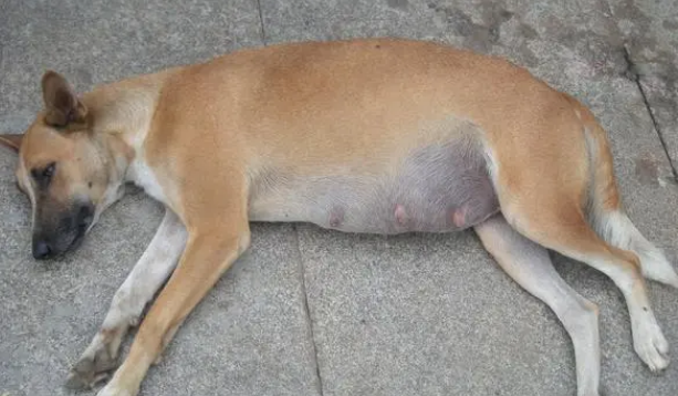 狗狗产前和产后的准备，狗狗生产征兆？