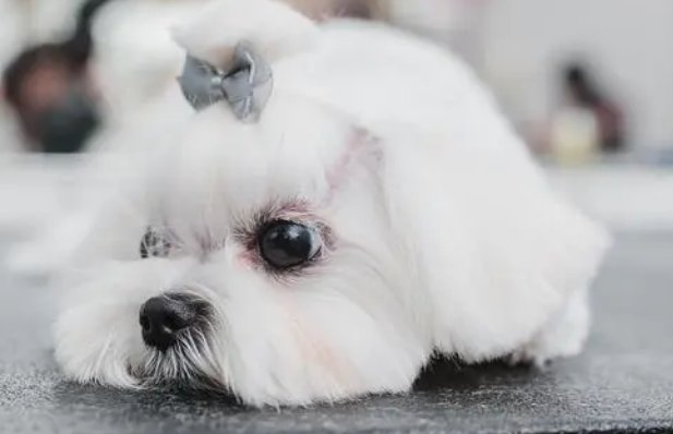 马尔济斯犬能活多少年