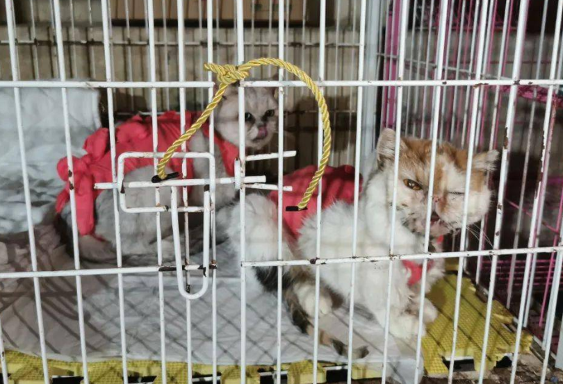 什么是后院猫舍 什么是后院猫舍