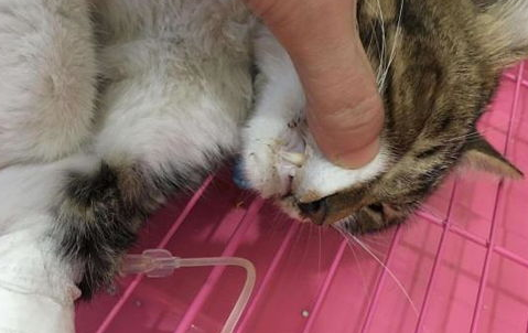 猫咪吐黄水是什么情况？猫咪吐黄水的原因及治疗！