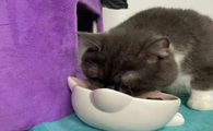 猫咪为什么会说话和吃饭