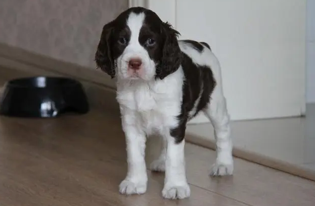小型史宾格犬图片及价格