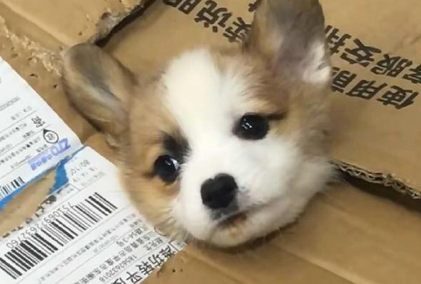 如何快递宠物狗 如何快递宠物狗